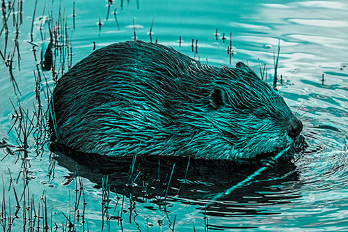 Sitting Beaver Nibbles Branch Along Shallow Rivershore (Cyan Tone)