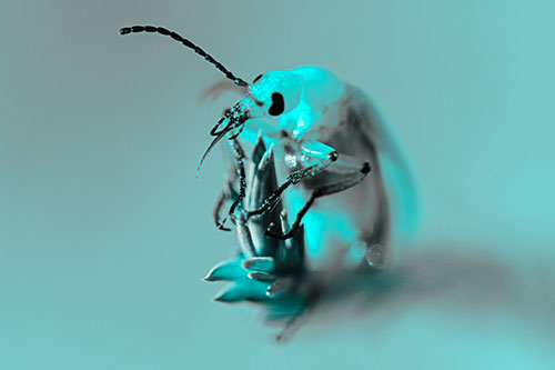 Sitting Blister Beetle Riding Plant Top (Cyan Tone)
