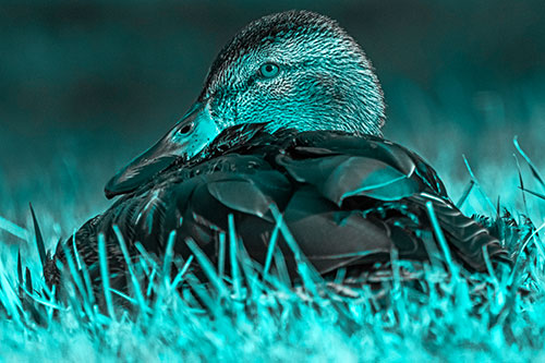 Sitting Mallard Duck Resting Among Grass (Cyan Tone Photo)