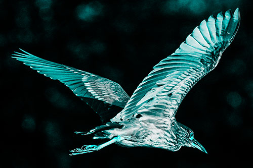 Skittish Black Crowned Night Heron Flying Towards Seclusion (Cyan Tone)