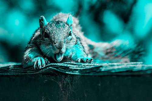 Sleepy Squirrel Yawning Among Rooftop (Cyan Tone)
