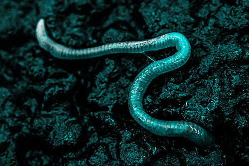 Slimy Earthworm Stuck Between Damp Pavement Crevice (Cyan Tone)