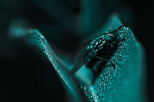 Sloping Cluster Fly Hangs Onto Leaf Petal (Cyan Tone)