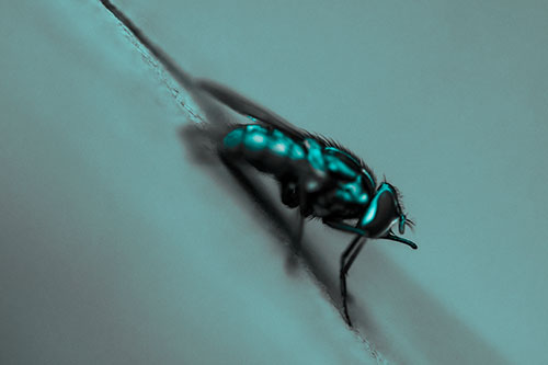 Sloping Perched Cluster Fly Cleaning Itself (Cyan Tone)