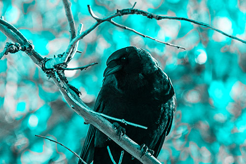 Sloping Perched Crow Glancing Downward Atop Tree Branch (Cyan Tone Photo)
