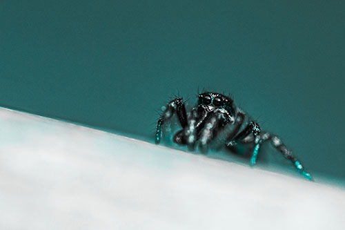 Sloping Perched Jumping Spider Watches Closely (Cyan Tone)