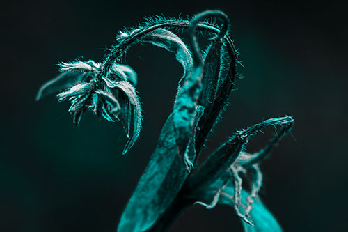 Slouching Hairy Stemmed Weed Plant (Cyan Tone Photo)