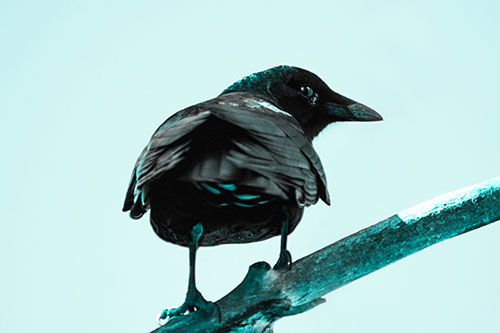 Sly Eyed Crow Glances Backward Among Tree Branch (Cyan Tone)