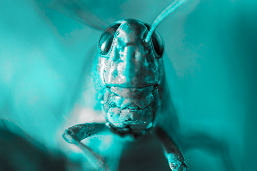 Smiling Grasshopper Enjoying Sunshine (Cyan Tone)