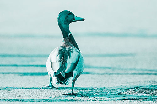 Smiling Mallard Duck Walking Down Sidewalk (Cyan Tone Photo)