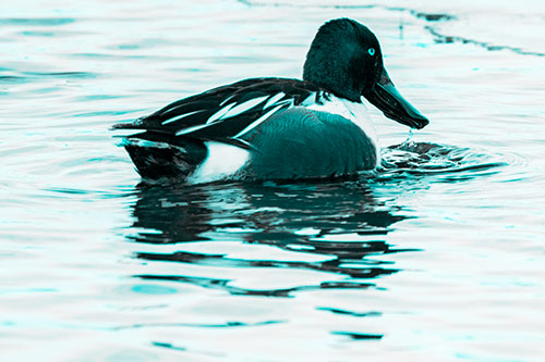 Smiling Northern Shoveler Duck Swimming Calm River Water (Cyan Tone Photo)
