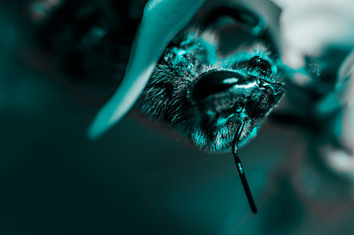 Snarling Honey Bee Clinging Flower Petal (Cyan Tone Photo)