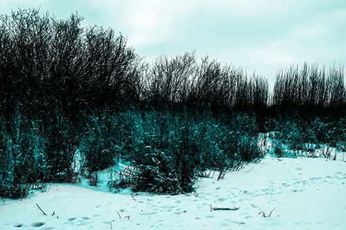 Snow Covered Tall Grass Surrounding Trees (Cyan Tone Photo)