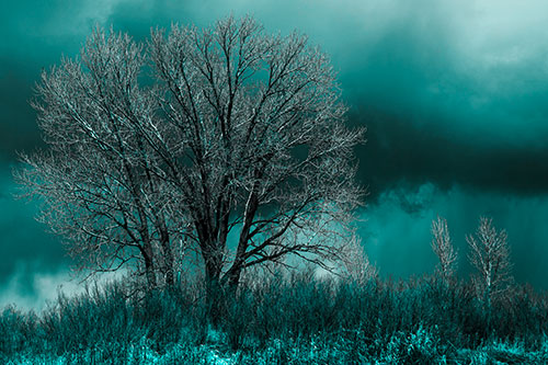 Snowstorm Clouds Beyond Dead Leafless Trees (Cyan Tone Photo)