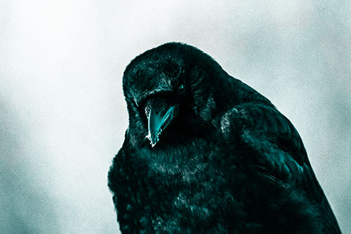 Snowy Beaked Crow Hunched Over (Cyan Tone Photo)