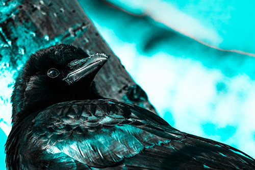 Snowy Beaked Crow Staring Off Into Distance (Cyan Tone Photo)