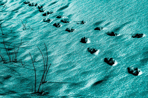 Snowy Footprints Along Dead Branches (Cyan Tone Photo)