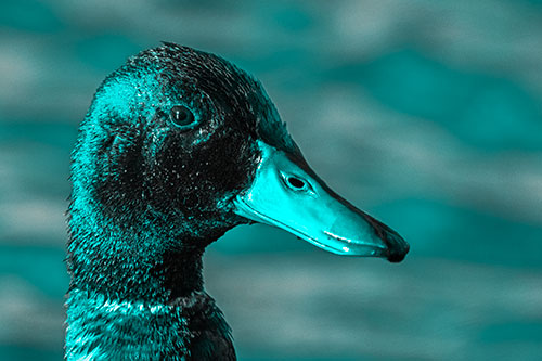 Soaked Male Mallard Duck Watching Among Lake (Cyan Tone)