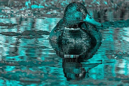 Soaked Mallard Duck Casts Pond Water Reflection (Cyan Tone Photo)