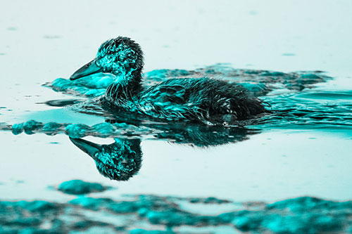 Soaked Mallard Duckling Swimming Past Algae (Cyan Tone)