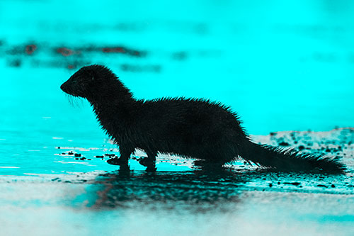Soaked Mink Contemplates Swimming Across River (Cyan Tone Photo)