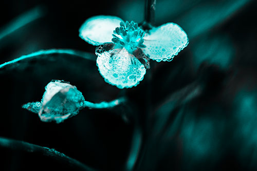 Soaking Wet Frogbit Flower Dew (Cyan Tone Photo)
