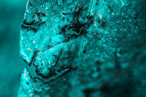 Soaking Wet Smiling Decayed Leaf Face (Cyan Tone Photo)
