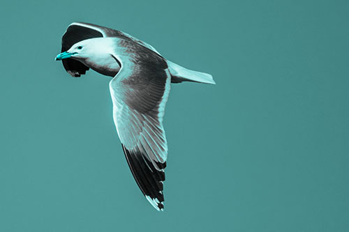 Soaring Seagull Circling Above Lake (Cyan Tone)