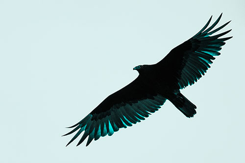 Soaring Turkey Vulture Flying Among Sky (Cyan Tone Photo)