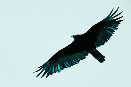 Soaring Turkey Vulture Flying Among Sky (Cyan Tone)