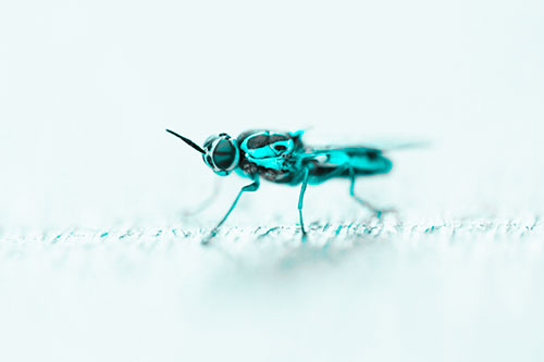 Soldier Fly Standing Still Among Light (Cyan Tone)