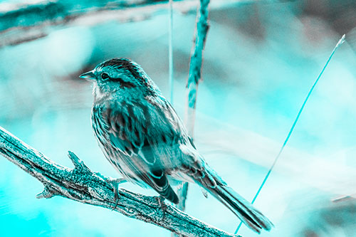 Song Sparrow Overlooking Water Pond (Cyan Tone Photo)