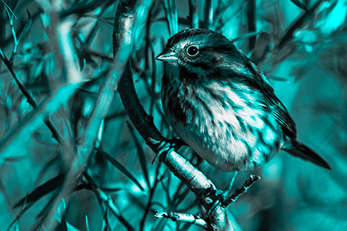 Song Sparrow Perched Along Curvy Tree Branch (Cyan Tone Photo)