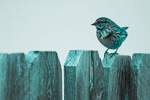 Song Sparrow Standing Atop Wooden Fence (Cyan Tone Photo)