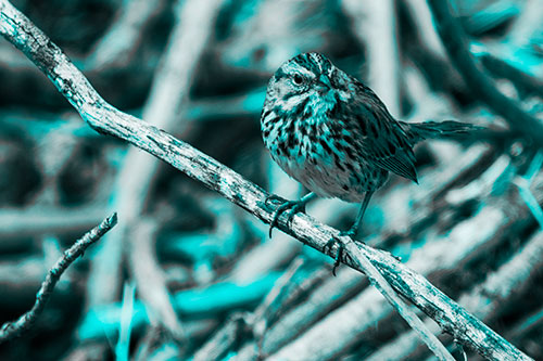 Song Sparrow Surfing Broken Tree Branch (Cyan Tone Photo)