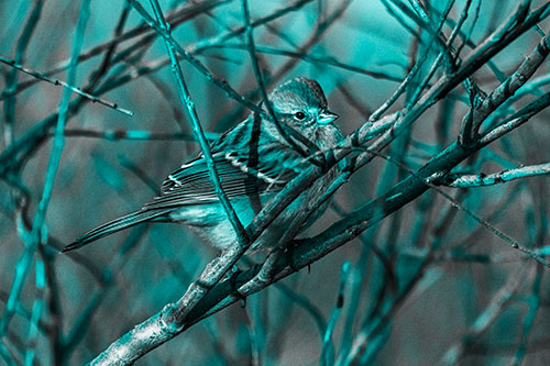Song Sparrow Watches Sunrise Among Tree Branches (Cyan Tone Photo)