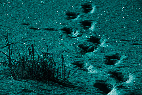 Sparkling Snow Footprints Across Frozen Lake (Cyan Tone Photo)