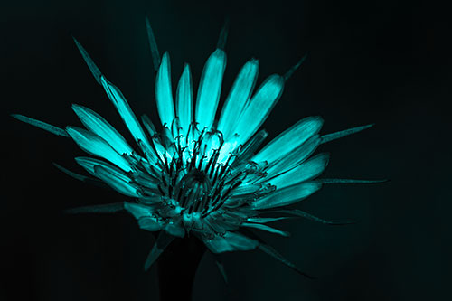 Spiky Salsify Flower Gathering Sunshine (Cyan Tone Photo)