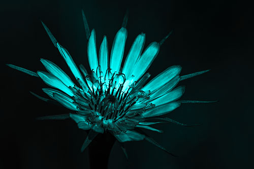 Spiky Salsify Flower Gathering Sunshine (Cyan Tone)
