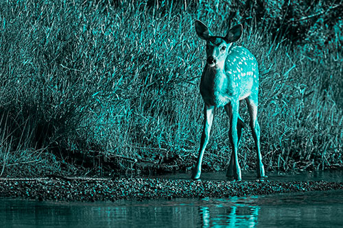 Spotted White Tailed Deer Standing Along River Shoreline (Cyan Tone Photo)