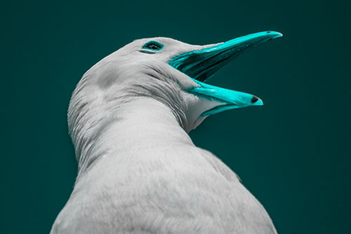 Squawking Seagull Calling Out To Others (Cyan Tone)
