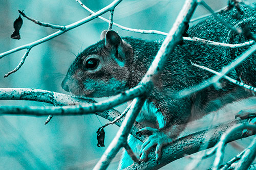Squirrel Climbing Down From Tree Branches (Cyan Tone Photo)