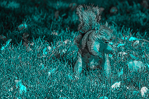 Squirrel Enjoying Breakfast Among Fallen Autumn Leaves (Cyan Tone)