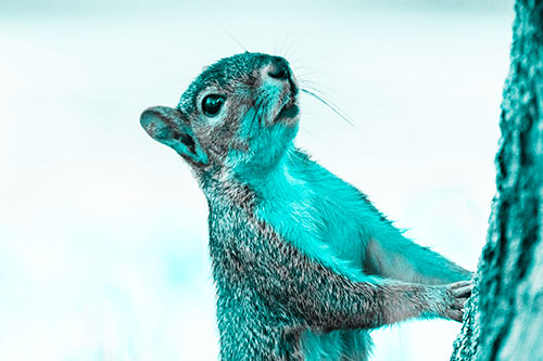 Squirrel Glances Up Tree Trunk (Cyan Tone)