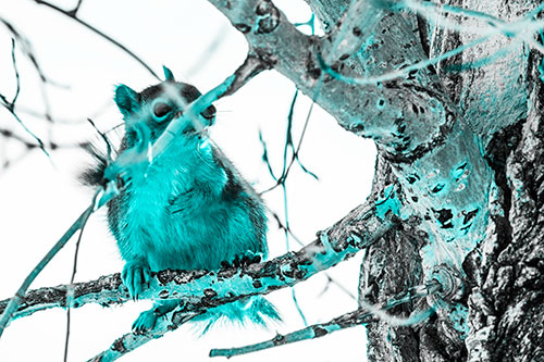 Squirrel Grabbing Chest Atop Two Tree Branches (Cyan Tone Photo)
