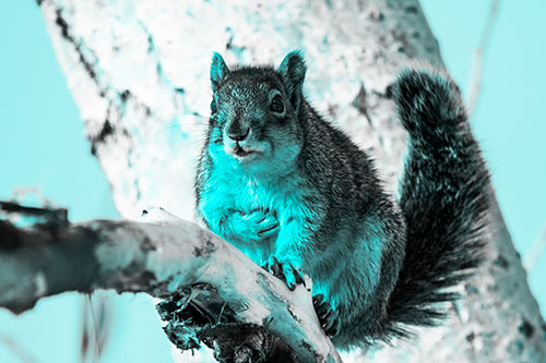 Squirrel Grasping Chest Atop Thick Tree Branch (Cyan Tone Photo)