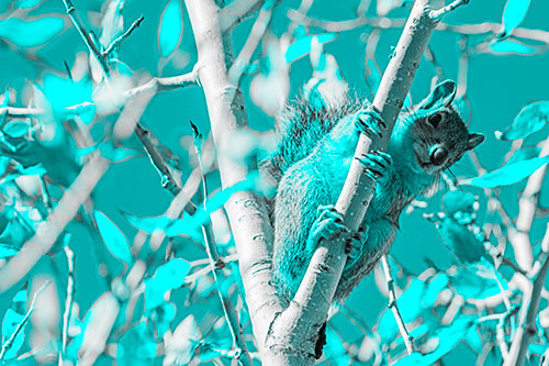 Squirrel Gripping Ahold Of Tree Branch (Cyan Tone)