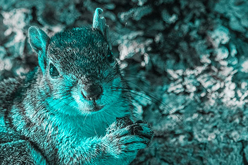 Squirrel Holding Food Atop Tree Branch (Cyan Tone Photo)