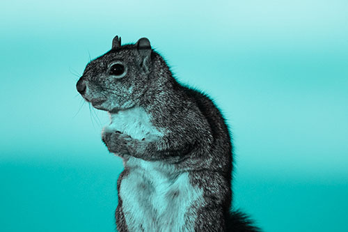 Squirrel Holding Food Tightly Amongst Chest (Cyan Tone Photo)