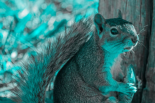 Squirrel Holding Watermelon Slice Glancing Sideways (Cyan Tone)